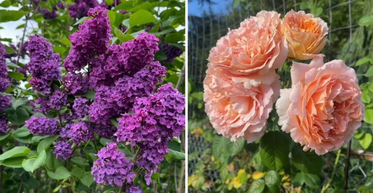 7 Pennsylvania Plants You Should Never Prune In October
