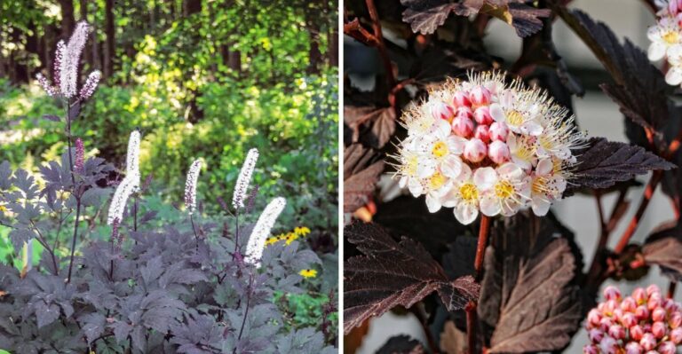Plants With Near Black Leaves Give Georgia Yards A Spooky Look That Lasts Past Halloween