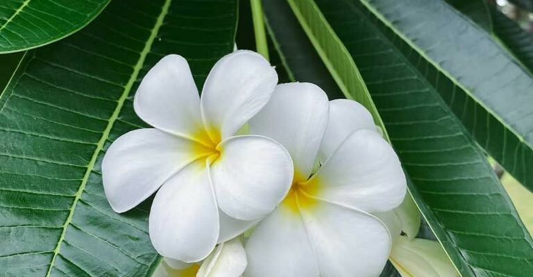 How To Get Florida Plumeria Ready For Its Winter Rest