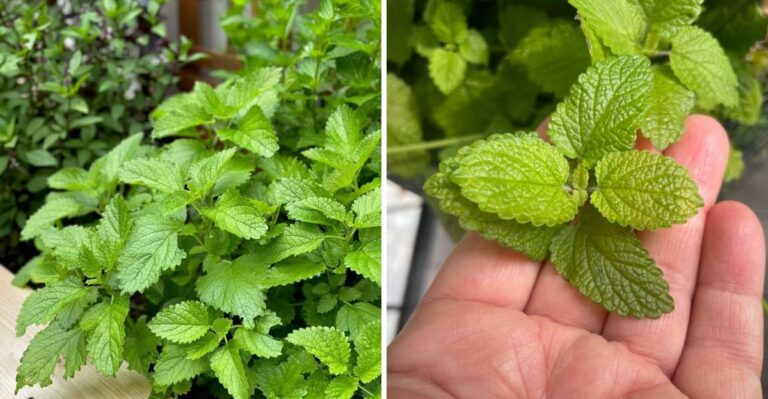10 Great Reasons Why Virginia Gardeners Should Grow Lemon Balm