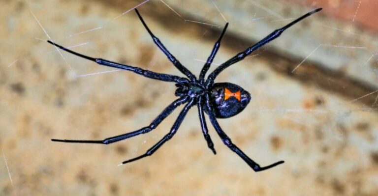 What To Do If You’re Bitten By A Black Widow In Your Georgia Garden
