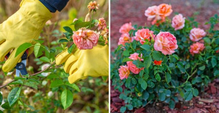 What Rose Bushes Need In October After A Brutal Texas Summer