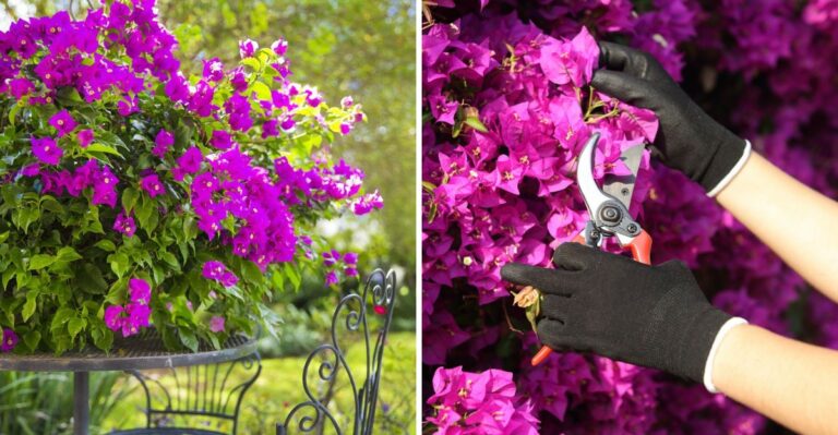 The Florida Bougainvillea Cutting Habit That Can Leave You With Leaves Instead Of Flowers