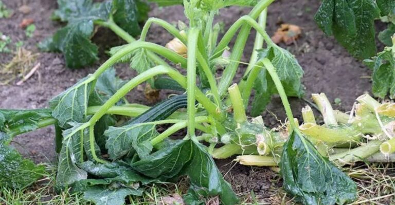7 Sneaky Reasons Your North Carolina Raised Bed Veggies Are Struggling And How To Turn Them Around