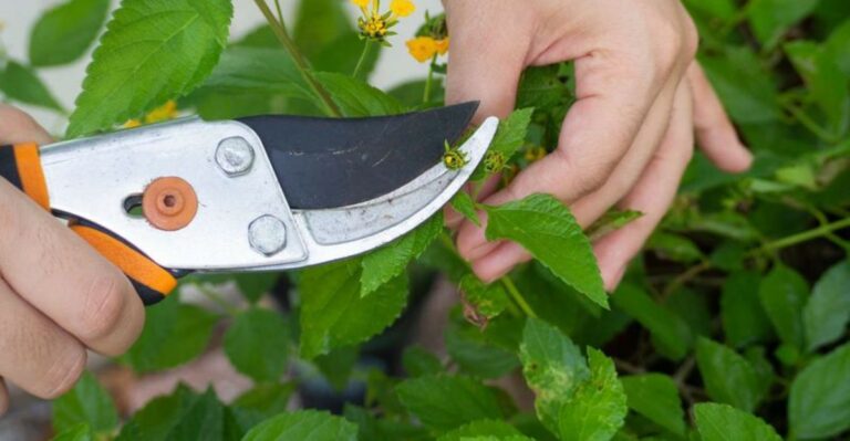 This Fall Lantana Mistake Could Lead To A Weaker Spring Comeback In Georgia