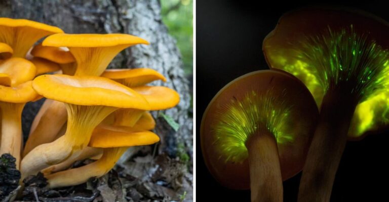 This Eerie Mushroom Glows In The Dark And It’s Appearing In Virginia Yards – Should You Worry?