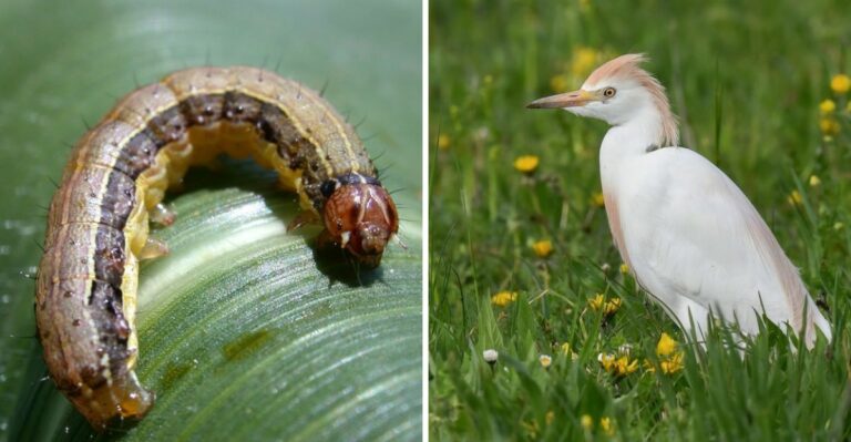 Birds And Insects That Eat Fall Armyworms In Your Texas Yard