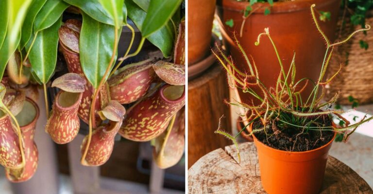 7 Carnivorous Plants That Make Perfect Halloween Houseplants In Texas