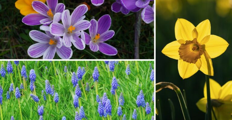 What To Plant In October In New Jersey For A Spring Garden Full Of Color