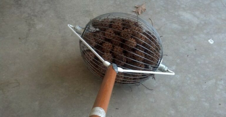 Sweetgum Balls Are Covering Georgia Lawns Again And Here’s What To Do