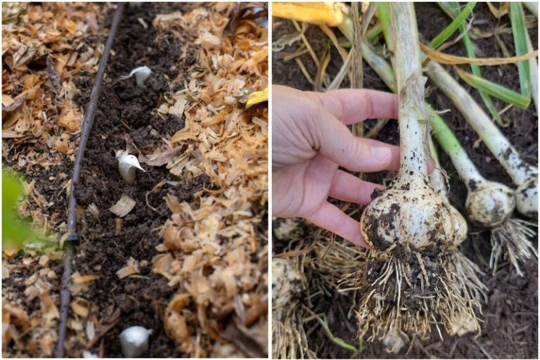 You Can Grow A Whole Garlic Bulb In Maricopa County From One Clove Planted This Fall
