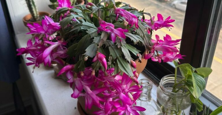The Best Time To Stop Watering Your Christmas Cactus So It Thrives In Michigan