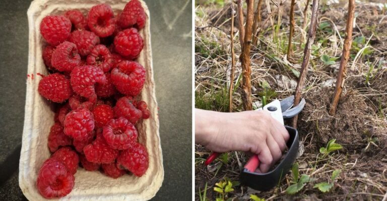 North Georgia Raspberries Have A Short Fall Window Gardeners Shouldn’t Miss