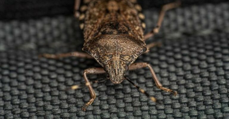 This Unwanted Georgia Pest Starts Gathering Around Homes As Fall Cools Down