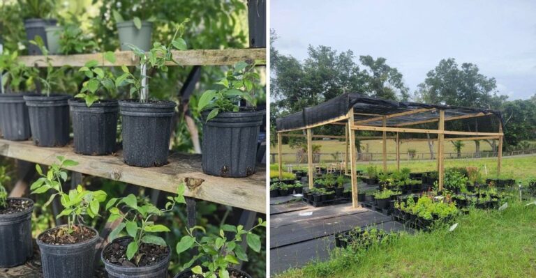 Where Florida Native Plant Lovers Actually Shop (It’s Not The Big Box Store)