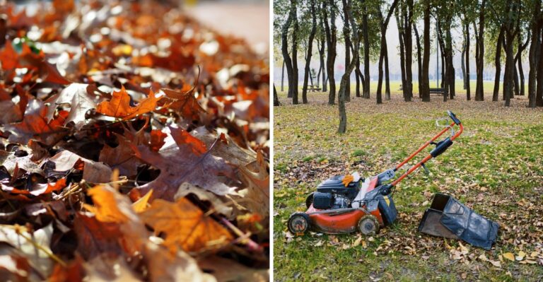 Maryland Homeowners Can Shred Fall Leaves Right Into The Lawn Instead Of Raking Them