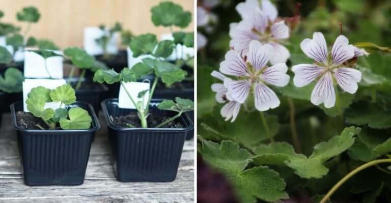 8 Effective Geranium Propagation Methods For Texas Gardeners