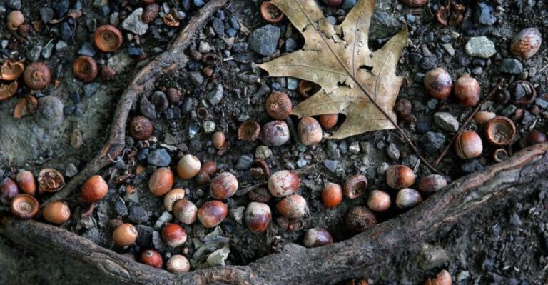 Why Florida Live Oaks Start Dropping So Many Acorns In Fall
