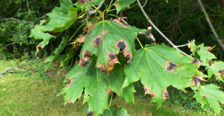 Black Spots All Over Your Ohio Maple Leaves? It May Be Tar Spot