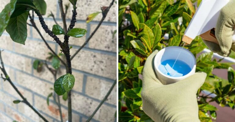 What That Sooty Black Film On Georgia Gardenias Means And How To Clear It
