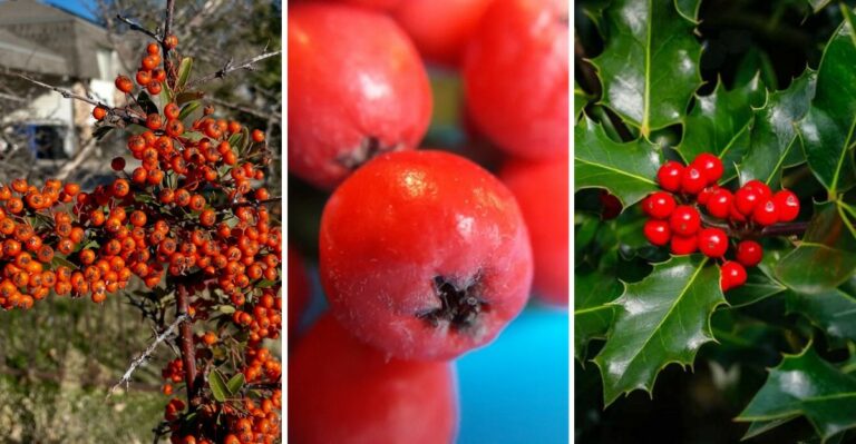Those Holiday Looking Red Berries In California Hills May Belong To An Invasive Plant