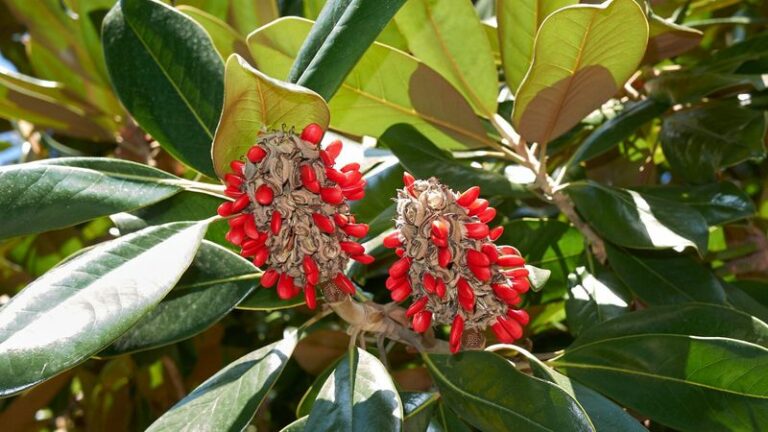 Found A Cone-Like Fruit With Red Seeds In Your Arizona Yard? It Could Be Magnolia