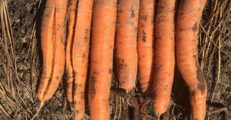 Why North Carolina Fall Carrots Crack When Rain Follows A Dry Spell
