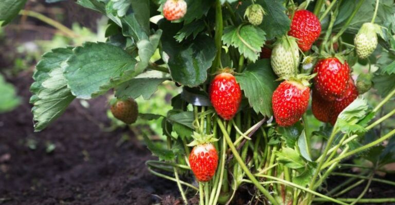 The Fall Strawberry Move California Gardeners Are Making Before Winter