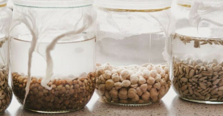 How Long To Soak Seeds For Faster, Stronger Germination In North Carolina