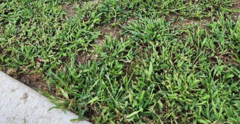How To Stop Crabgrass In Your North Carolina Lawn Before It Takes Over
