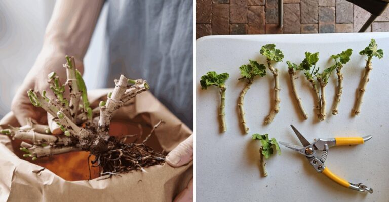 Geraniums Can Spend The Indiana Winter Bare-Root In A Paper Bag And Still Bloom Next Year