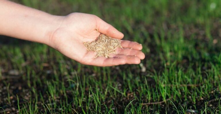 How To Fix Bare Lawn Patches Without Renting A Seeder