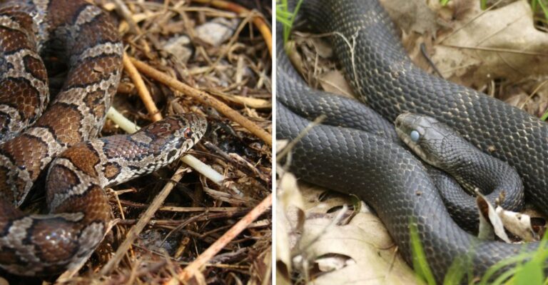 How To Tell A Young Rat Snake From A Copperhead In Your Georgia Yard