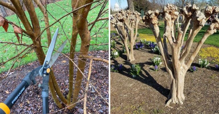Why You Should Never Prune Crape Myrtles In Florida This Fall