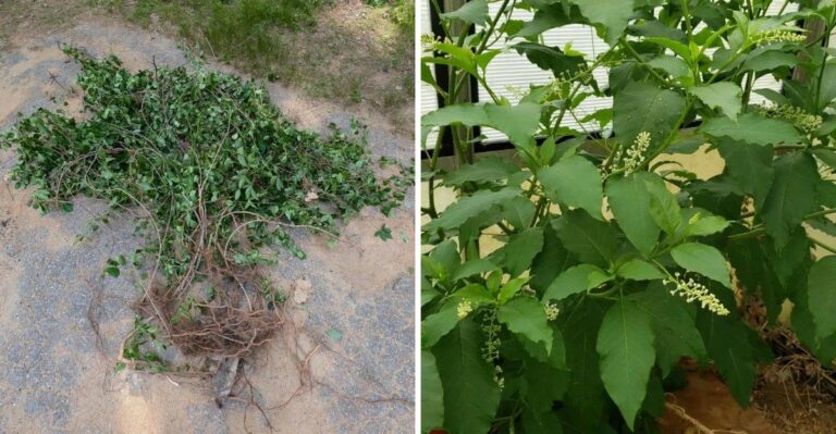 The New York Vine You Can Cut Again And Again Yet It Keeps Returning