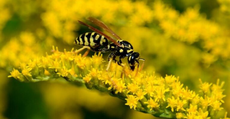 Missouri Goldenrod Draws More Than Bees This Fall And The Guests Mean No Harm