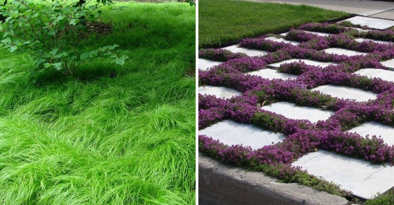 The 10 Best Groundcovers To Grow In North Carolina And Why They Deserve More Attention
