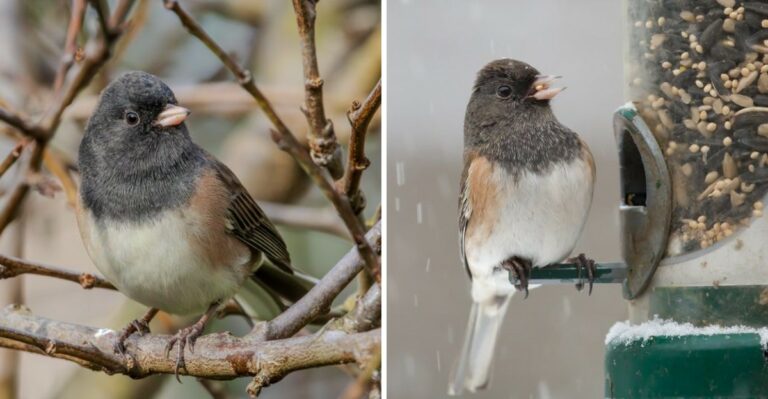 Why You Can See More Juncos In Pennsylvania Every October