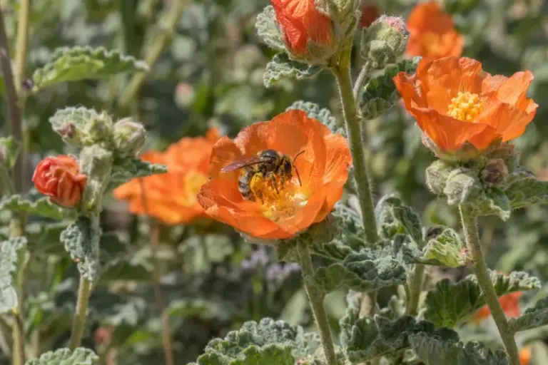 8 Plants That Look Great Next to Prickly Pear in Arizona Yards