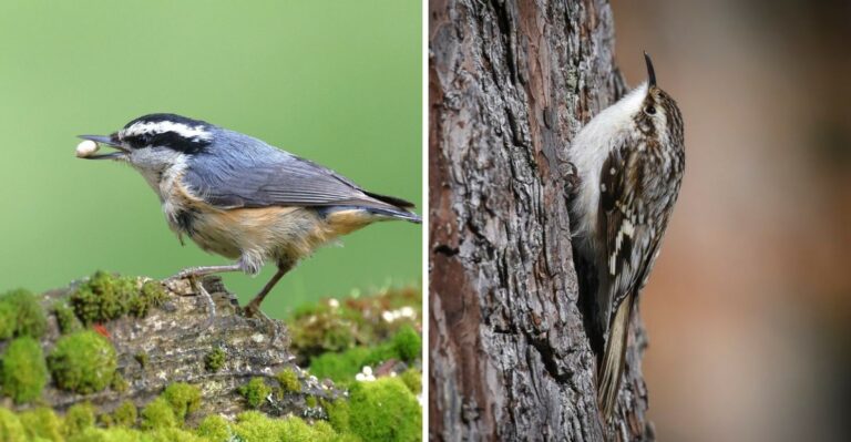 The Pennsylvania Birds That Arrive In October And Stay All Winter