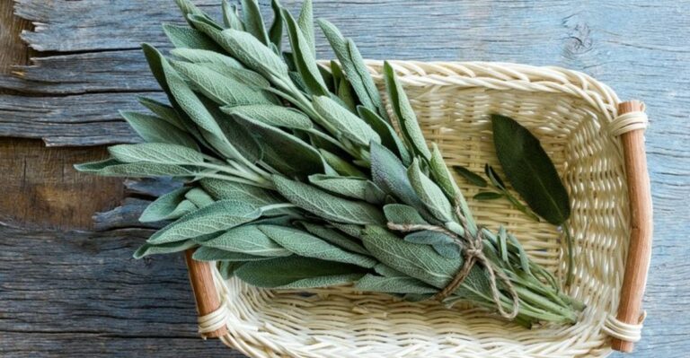 How Ohio Gardeners Use The Last Sage Harvest Before Frost
