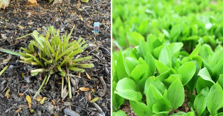 Cut Back Your Pennsylvania Hostas This Fall For Healthier Greenery In The Colder Days