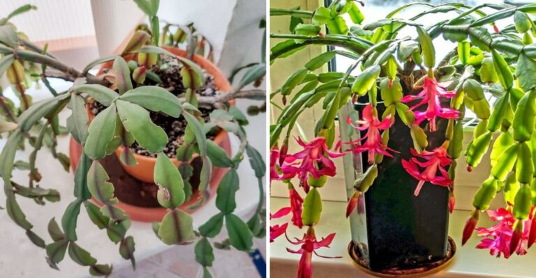Reasons Why The Leaves On Your Florida Christmas Cactus Are Turning Limp And How To Fix It