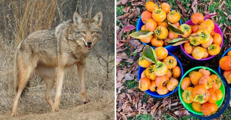 Fallen Persimmons In Georgia Yards May Attract Coyotes Closer To Homes