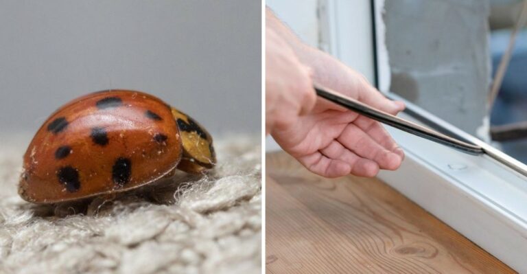 Why You’re Suddenly Seeing More Asian Lady Beetles On Georgia Homes This Fall