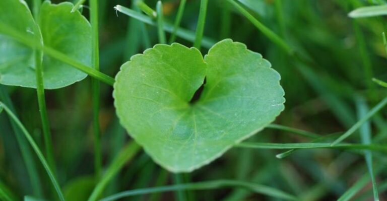 Heart-Shaped Leaves In Indiana Lawns Are Easiest To Stop In Fall