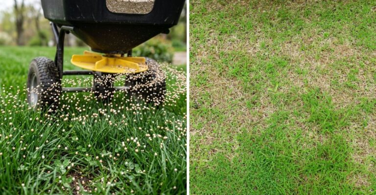 The Fall Fertilizing Mistake That Leads To Weak Lawns In Pennsylvania