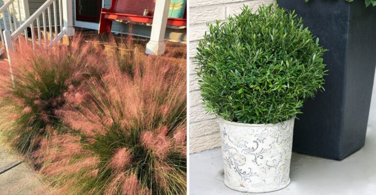 10 Fall Porch Decor Ideas Using Plants That Thrive In Georgia