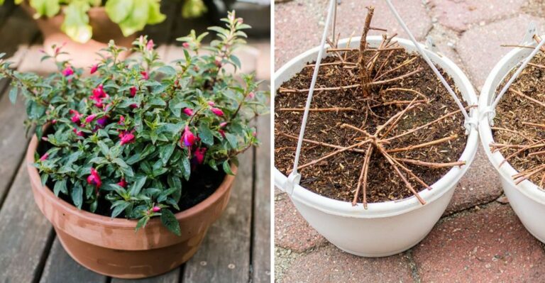 Can You Save Your Potted Fuchsia Through An Ohio Winter?