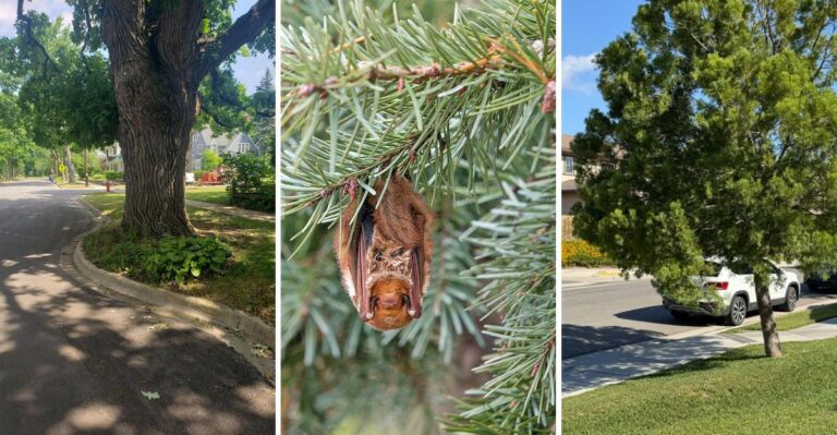 Don’t Cut Down These New York Trees Unless You Want A Fine